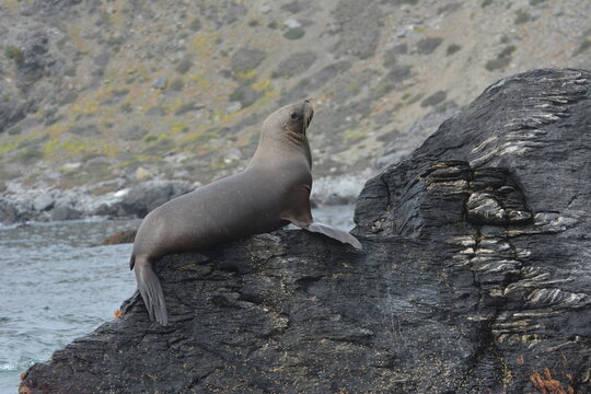 A boat excursion from the coast of northern Chile to Isla Damas