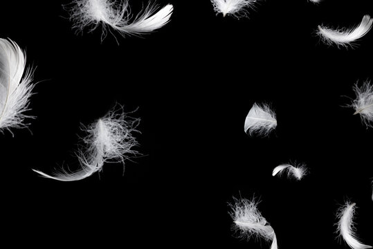 White feather isolated on a black background.
