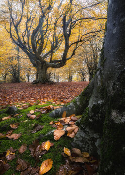 View of an ancient beech tree with golden autumn leaves in the Riserva Naturale del Monte San Vicino e del Monte Canfaito, with mossy roots and fallen leaves in Apiro, Marche, Italy.