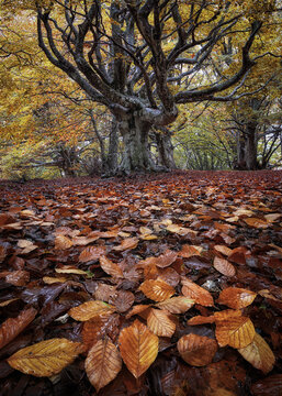 View of an ancient beech tree with golden autumn foliage in the Riserva Naturale del Monte San Vicino e del Monte Canfaito, Apiro, Marche, Italy.
