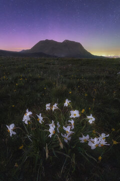 View of white narcissus flowers blooming in a grassy field at night with the silhouette of Forca di Presta mountain under a starry sky in Arquata del Tronto, Marche, Italy.