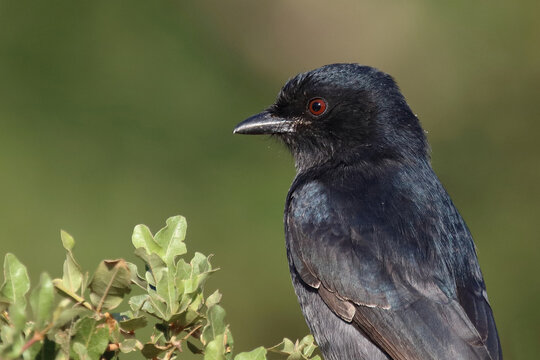 Gabelschwanzdrongo / Fork-tailed drongo / Dicrurus adsimilis