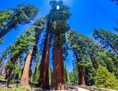 Giant Sequoias along the boardwalk trail in Mariposa Grove