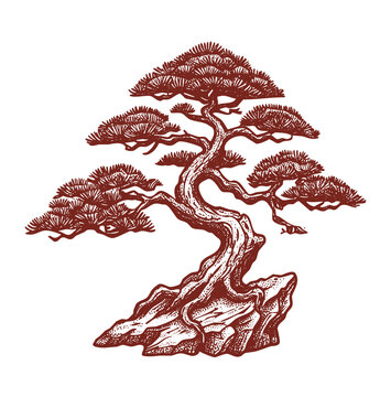 Japanese Pine Tree Bonsai Traditional Landscape Vintage Engraving Illustration
