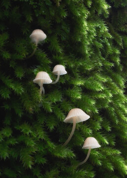 View of delicate white mushrooms growing on a vibrant green mossy surface near Cascate del Dardagna in Lizzano In Belvedere, Emilia-Romagna, Italy.