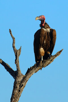 Ohrengeier / Lappet-faced vulture or Nubian vulture / Torgos tracheliotus