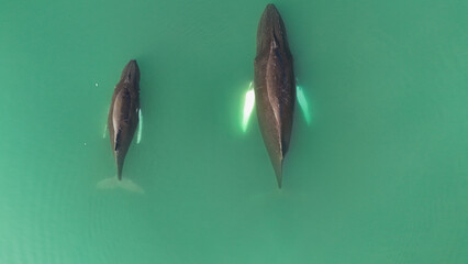 Two humpback whales  © Paqu
