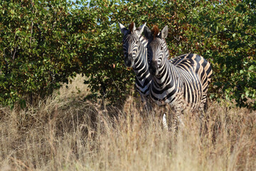 Naklejka premium Steppenzebra / Burchell's zebra / Equus quagga burchellii