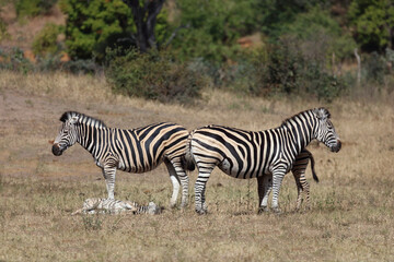 Steppenzebra / Burchell's zebra / Equus quagga burchellii © Ludwig