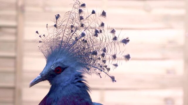 Macro portrait of Victoria crowned pigeon bird with large blue feather crest