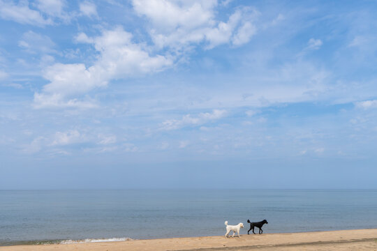 Two dogs walking along Lake Michigan beach in Holland, Michigan