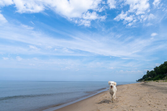White dog running on Lake Michigan beach in Holland, Michigan