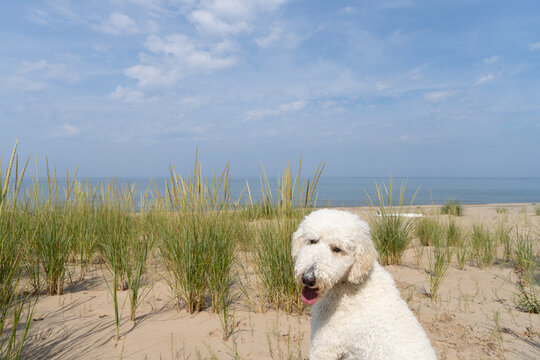 White dog sitting in sand dunes overlooking Lake Michigan in Holland, Michigan