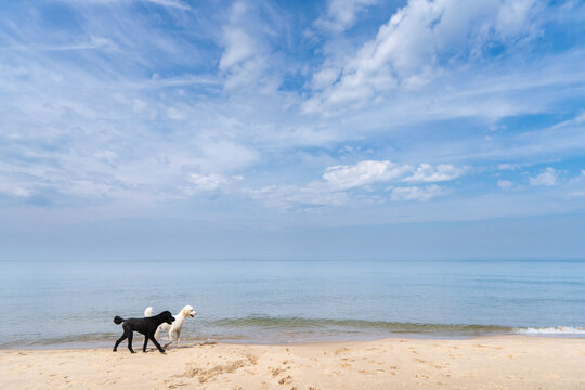 Two dogs walking together on Lake Michigan beach in Holland, Michigan