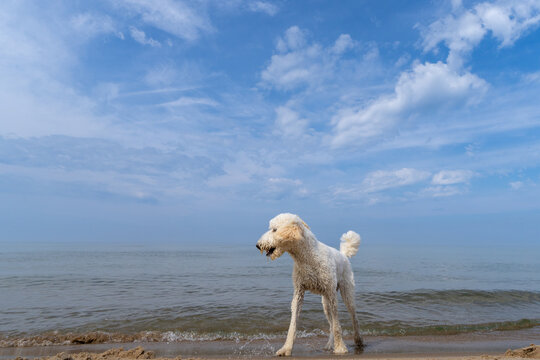 Wet white dog standing at the edge of Lake Michigan in Holland, Michigan