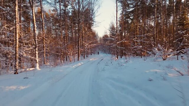 road in winter forest