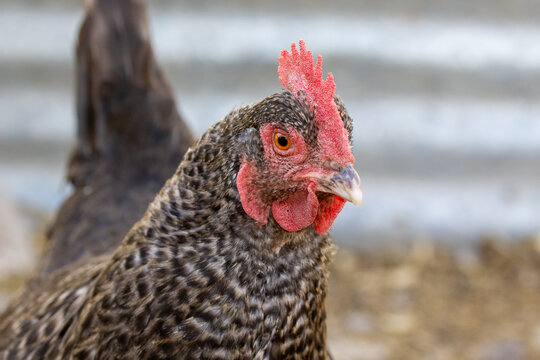 free range chicken