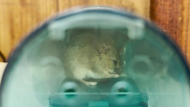A small house mouse grooms itself gently inside a green plastic live trap. The soft, out-of-focus perspective brings a warm feeling of relief, compassion, and tender care.