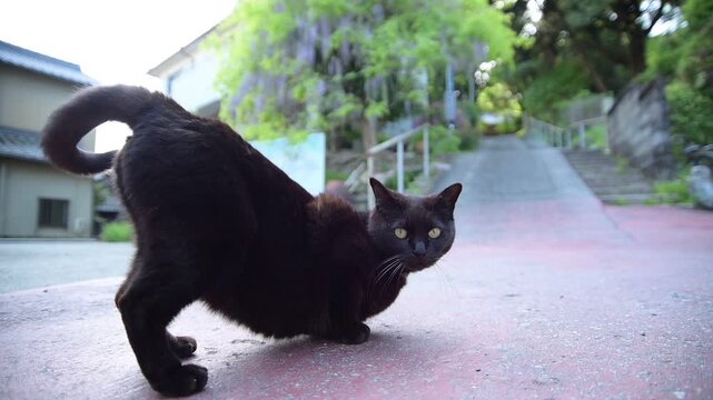 藤の花を背景になでられ待ちポーズをする黒猫（三重県伊勢市, 2026年4月）