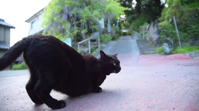 藤の花を背景になでられ待ちポーズをする黒猫（三重県伊勢市, 2026年4月）
