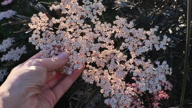 Pink flowers of the black elderberry in a womans hands in a summer garden. A useful plant for making cough syrups, jams, tinctures, and juices. 4k footage