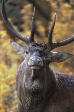 View of a red deer stag with large antlers winking in the forest with autumn foliage in the National Park of Abruzzo, Pescasseroli, Abruzzo, Italy.