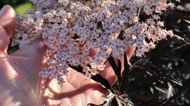 Black Lace elderberry. Pink flowers of the black elderberry in a womans hands in a summer garden. A useful plant for making cough syrups, jams, tinctures
