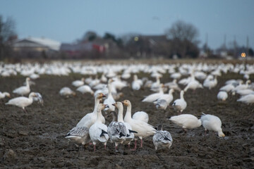 Snow geese and other birds gather in a wet field during early evening in a rural area with soft light fading in the background © Judit