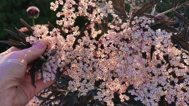 Sambucus nigra Black Lace blooming in a womans hands in a summer garden. A useful plant for making cough syrups, jams, tinctures, and juices. 4k footage