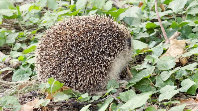 A wild hedgehog eats hidden amongst lush green ivy leaves. This peaceful moment in nature evokes a sense of calm and delight as we observe the little creature.