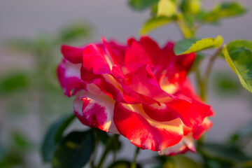 Fototapeta premium red rose flower