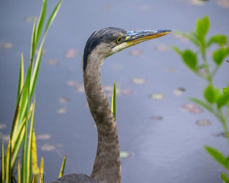 Grey heron stands near water in a grassy area during daytime
