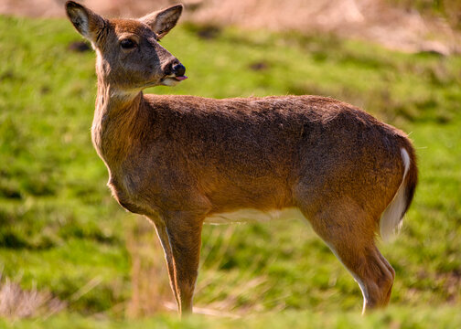 White tailed deer standing in a grassy field during daylight near a forested area