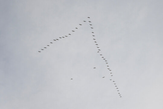 Birds are flying in a V shape formation in the sky during a cloudy day