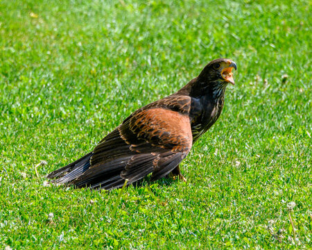 Hawk sitting on green grass showing its beak in a sunny place during the day