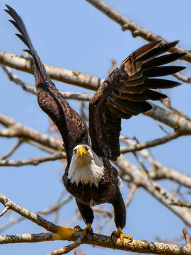 Bald eagle spreads wings on tree branch during sunny day in natural habitat