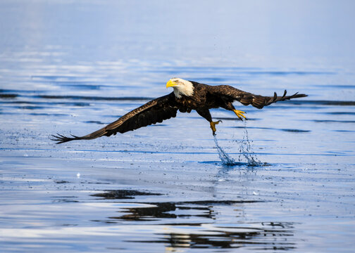 Bald eagle catches fish while flying over water near a serene lake in the early morning light