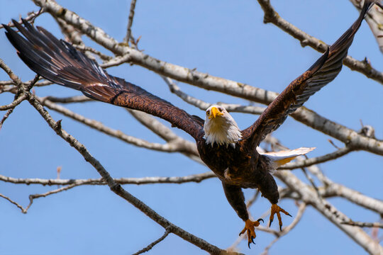 Bald eagle takes flight from branches in a clear sky during daytime