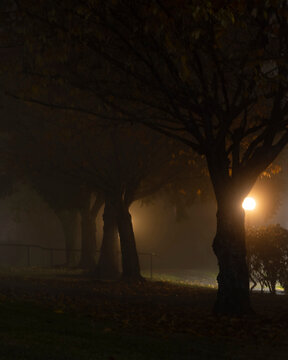 Fog covers a park at night with streetlights shining through the trees