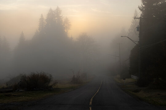 Mist covers a quiet road in the early morning light near a forest area