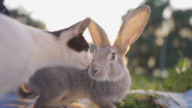 A rabbit and a cat are interacting under the warm sun. The rabbit's large ears and the cat's curious gaze create a peaceful scene in the bright sunlight.