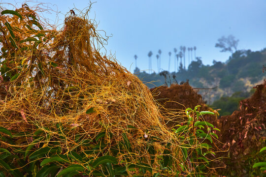 Dodder Vines and Lush Greenery with Fog and Palm Trees in Griffith Park Los Angeles