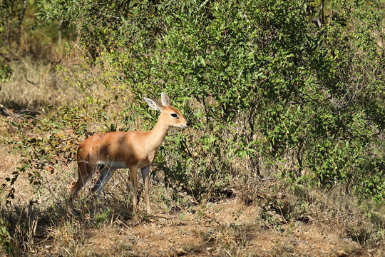 Afrikanischer Steinbock / Steenbok / Raphicerus campestris