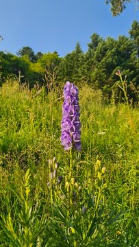 Une magnifique Aconit des Pyr&eacute;n&eacute;es (Aconitum variegatum) poussant au bord de la route quelque part dans une vall&eacute;e d'altitude des Pyr&eacute;n&eacute;es audoises (route du col de Jau)