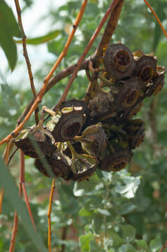 Cluster of mature eucalyptus seed pods hanging from a branch, showing woody gumnuts, open capsules and distinctive natural forms of an Australian native tree.