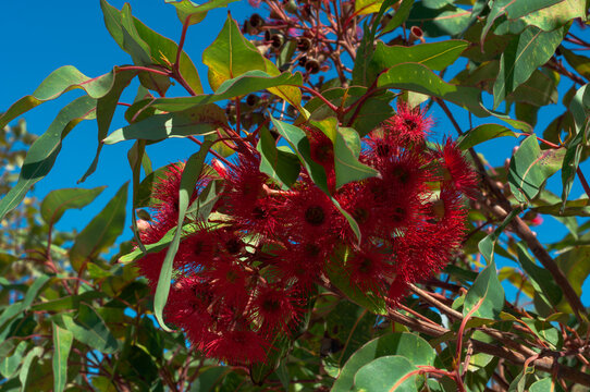 Vivid red eucalyptus flowers blooming among green leaves against a clear blue sky, featuring dense stamens and colorful clusters characteristic of Australian flowering gum trees.