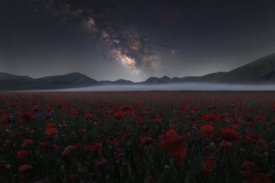 View of a vibrant poppy field at night under the starry Milky Way galaxy with low-lying mist and dark mountains in the background in Castelluccio, Umbria, Italy.