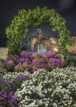 View of the illuminated Basilica di Santa Maria Assunta framed by a lush lemon tree arch and vibrant flowers at night in Camogli, Liguria, Italy.