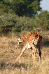 Giraffe / Giraffe / Giraffa camelopardalis © Ludwig