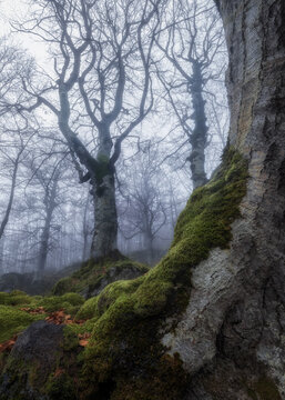 View of moss-covered trees in a misty forest at Prati di Tivo, Abruzzo, Italy.